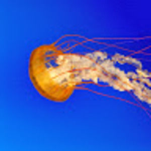 Meet your Posher, Dominic